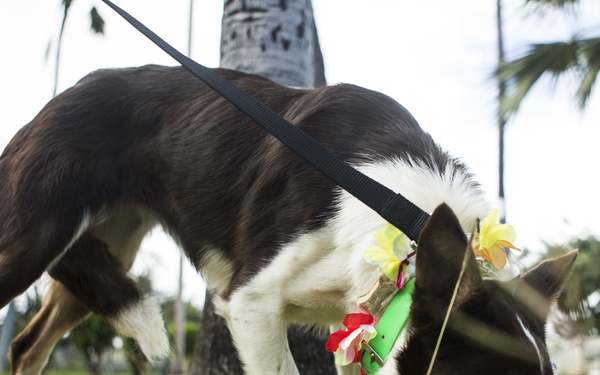 Lava and Flare arrive to Hawaii