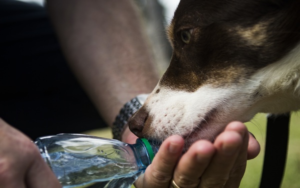 Lava and Flare arrive to Hawaii