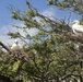 Bullets and Boobies: Environmental set up Booby bird decoys on K-Bay Range