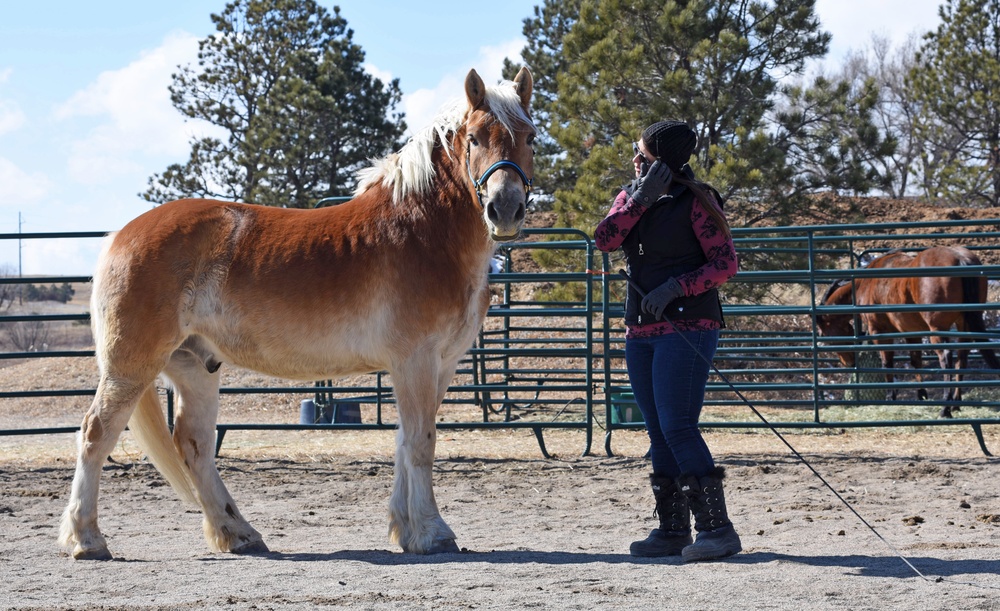 Veterans build resiliency through equine assisted therapy