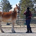 Veterans build resiliency through equine assisted therapy