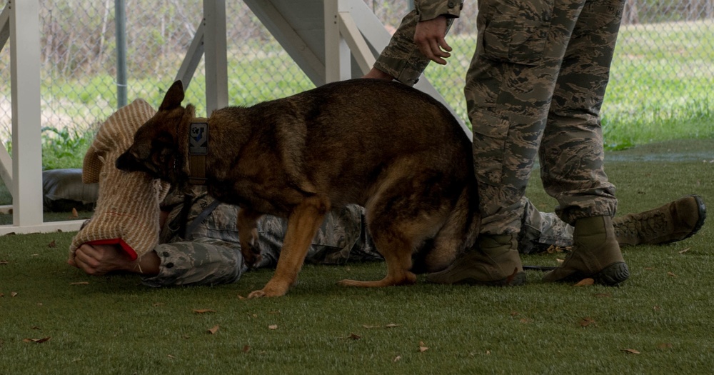 K-9 heroes: 2nd SFS honors MWDs