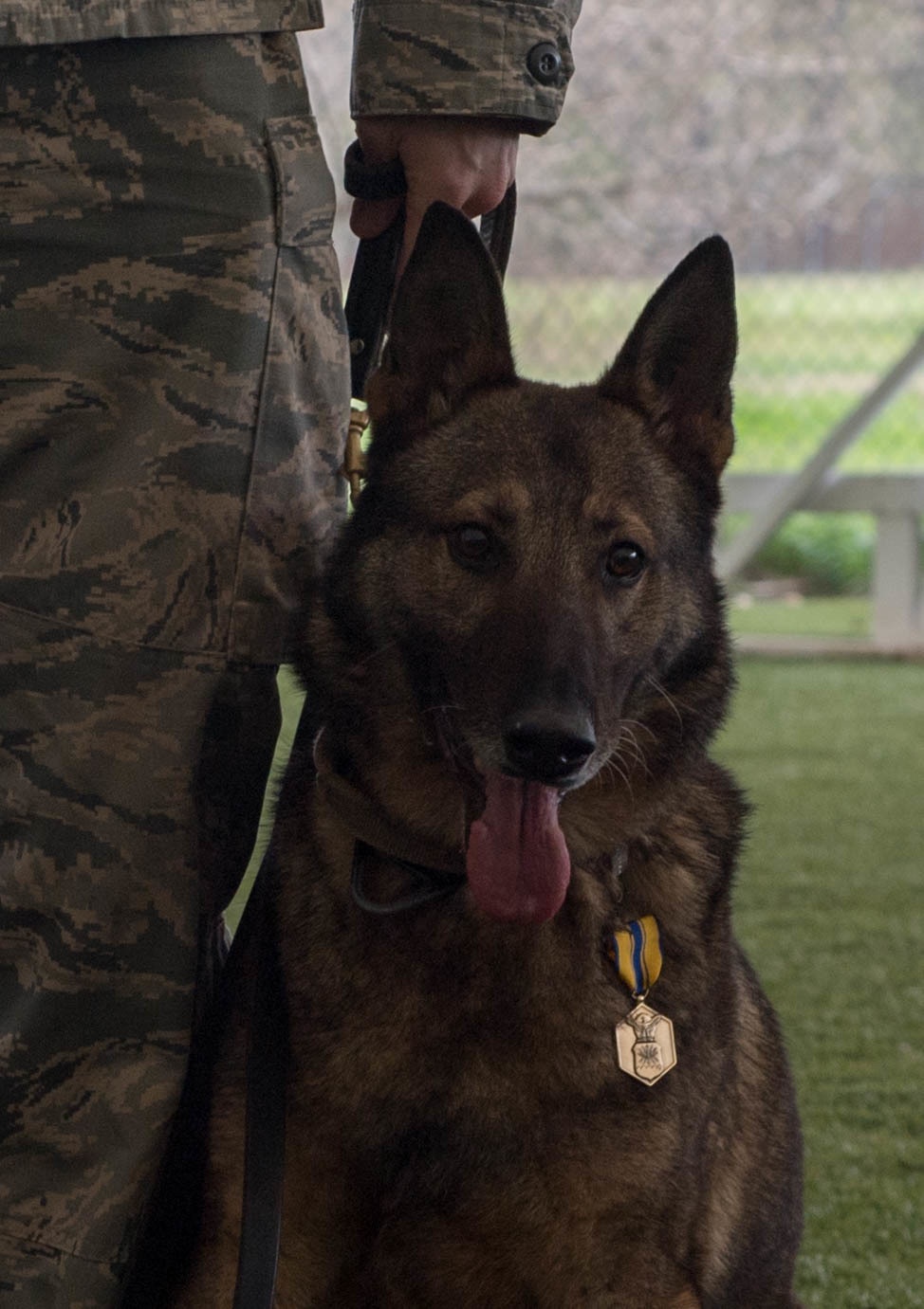 K-9 heroes: 2nd SFS honors MWDs