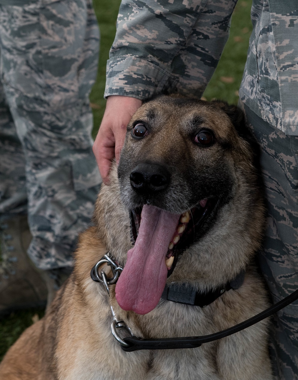 K-9 heroes: 2nd SFS honors MWDs