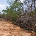 Mangrove forest restoration