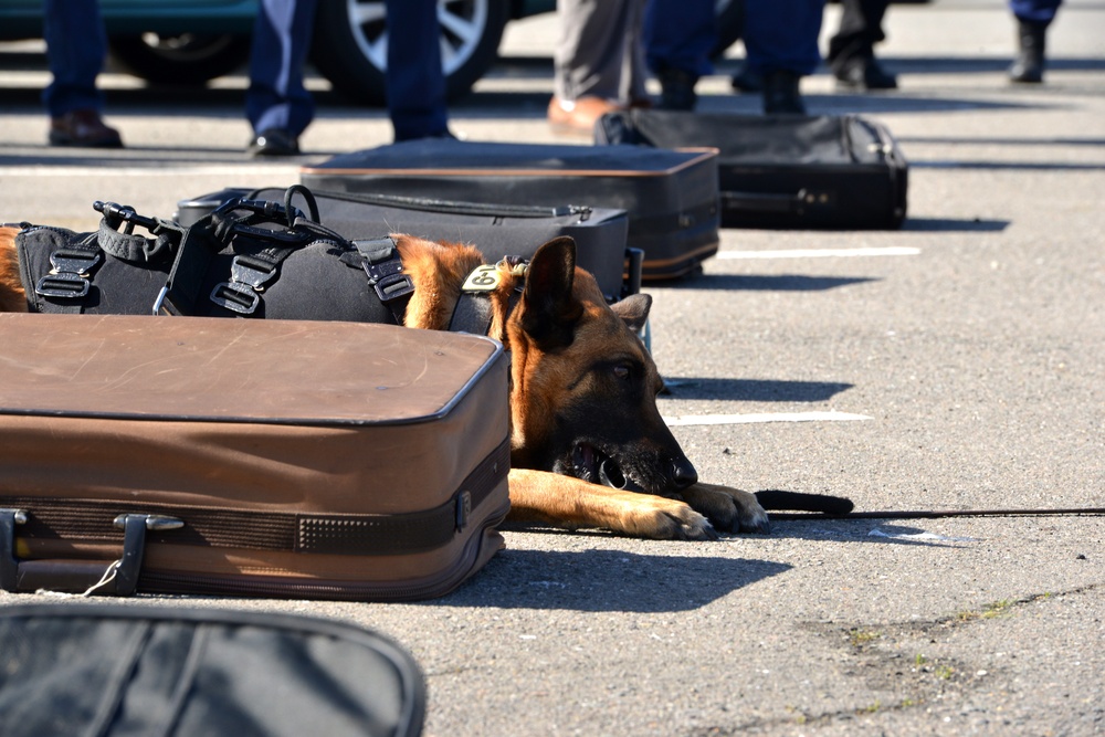 Coast Guard MSST 91105 team members and their canine partners conduct Canine Explosive Detection capabilities demonstration on Coast Guard Island