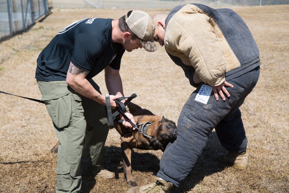 MARSOC searches for special operations capability specialists