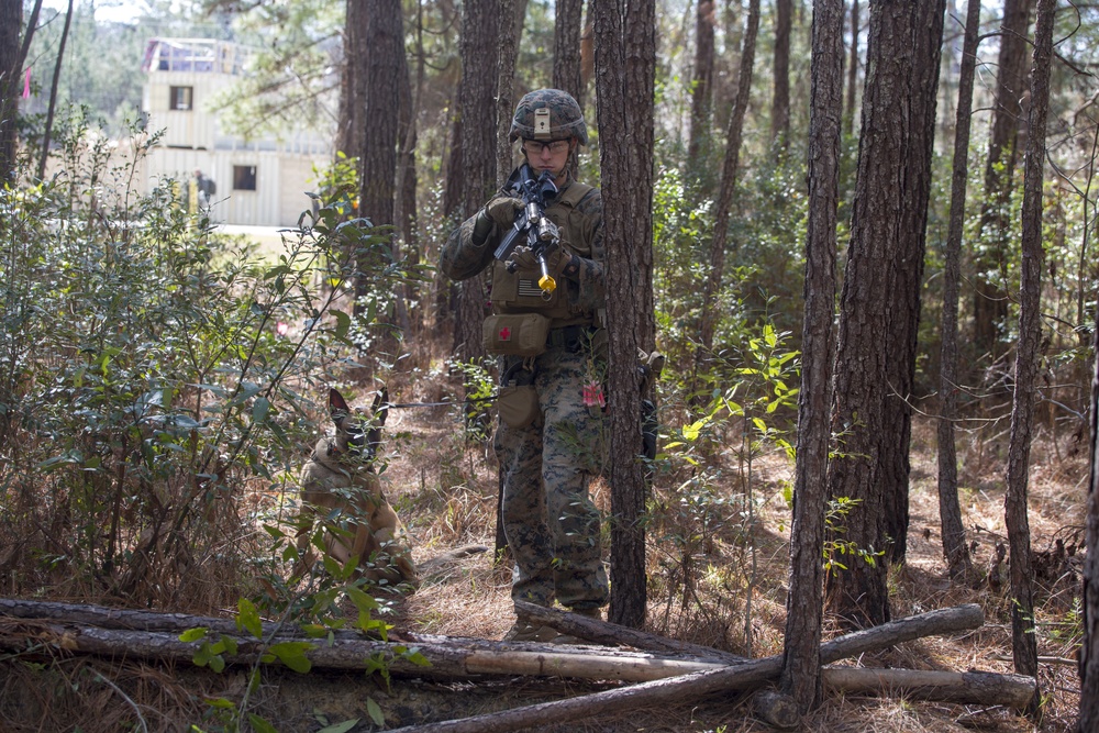Dutch Marines clear MOUT with 2nd LE working dogs
