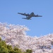 Yokota in full bloom