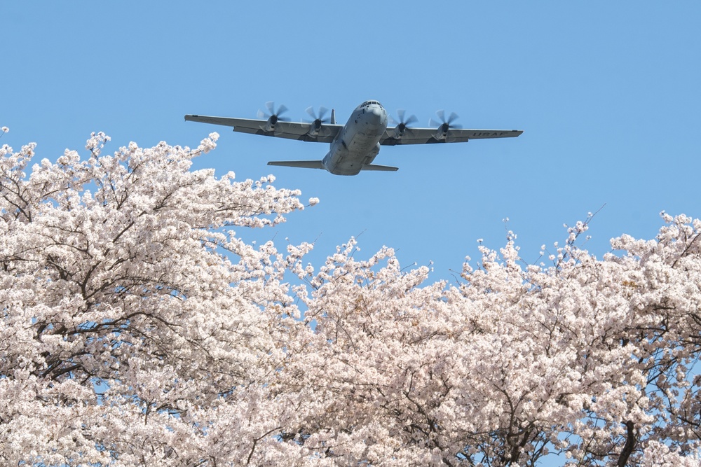 Sakura Flight