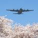 Sakura Flight