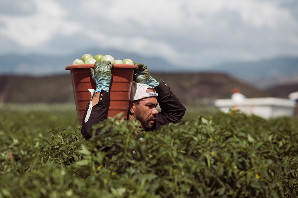 Tomato Farm Back To Normal After Power Restoration