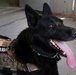 Dog Days are Over - Bomb-sniffing Dog Prepares for Retirement