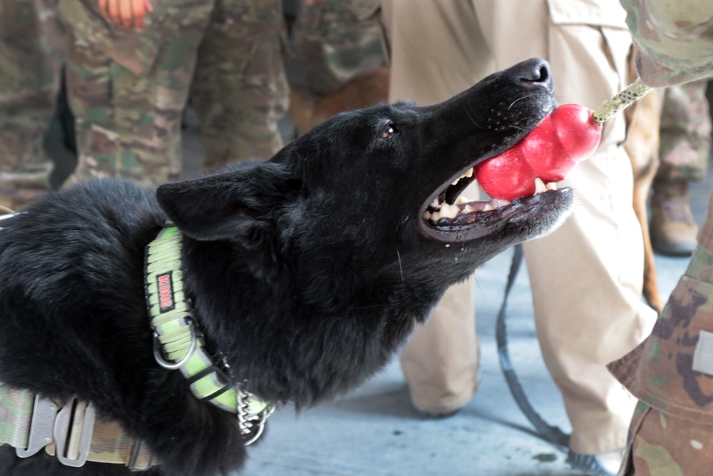 what happens to military dogs after retirement