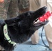 Dog Days are Over - Bomb-sniffing Dog Prepares for Retirement