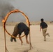 Iraqi Basic Marksmanship Graduation