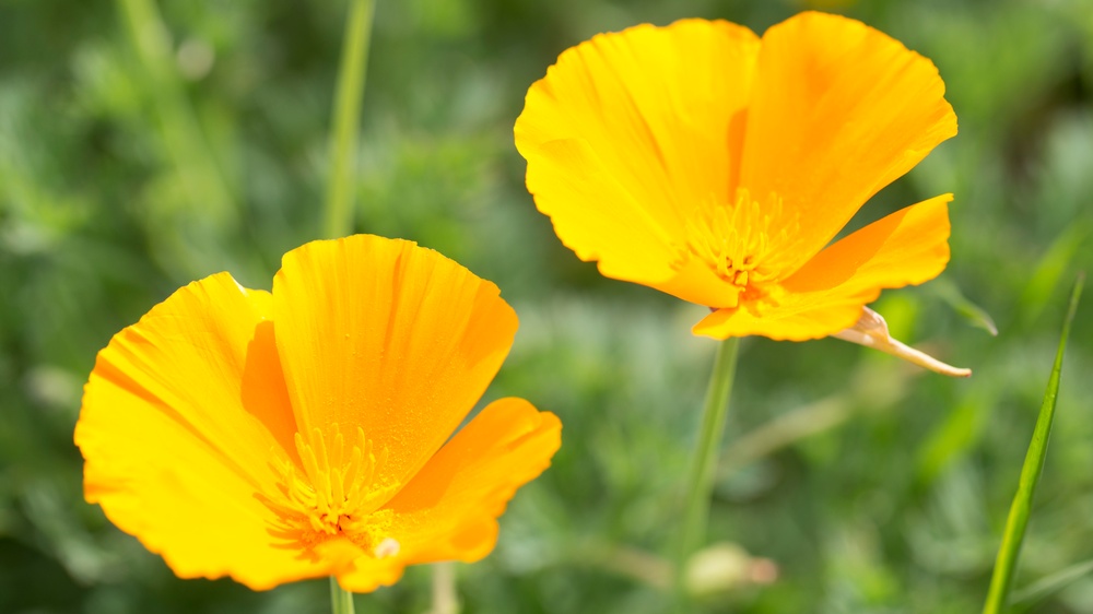 Wild flowers