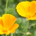 Wild flowers
