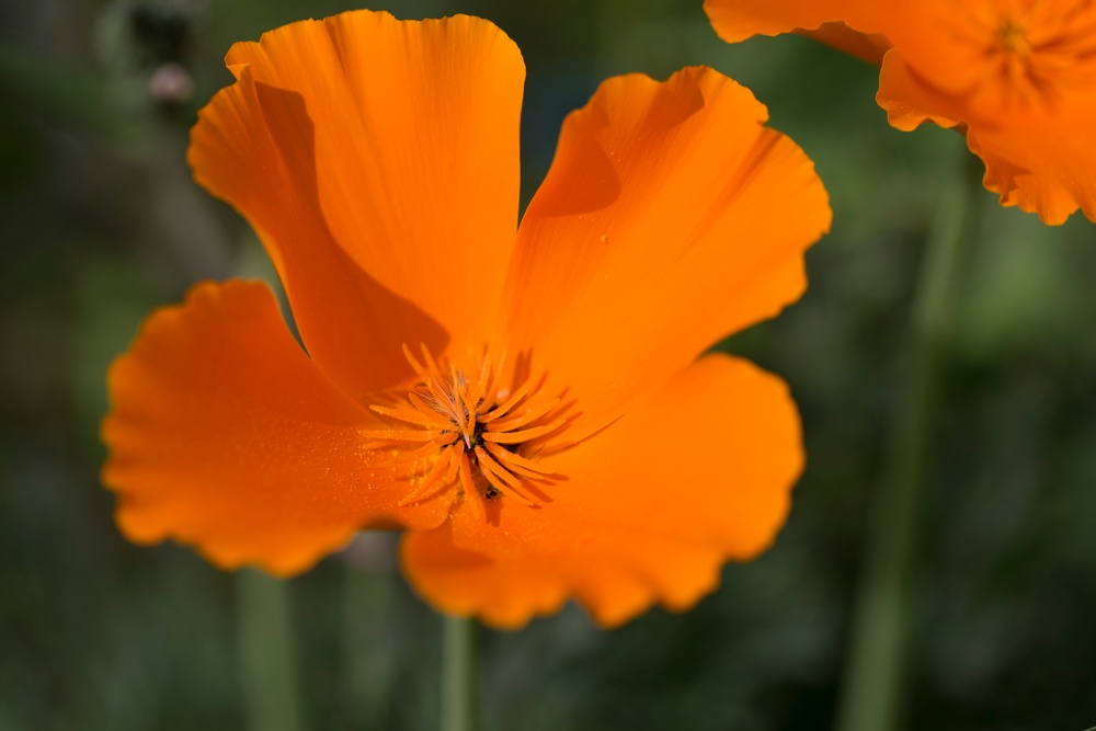 Wild flowers