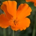 Wild flowers
