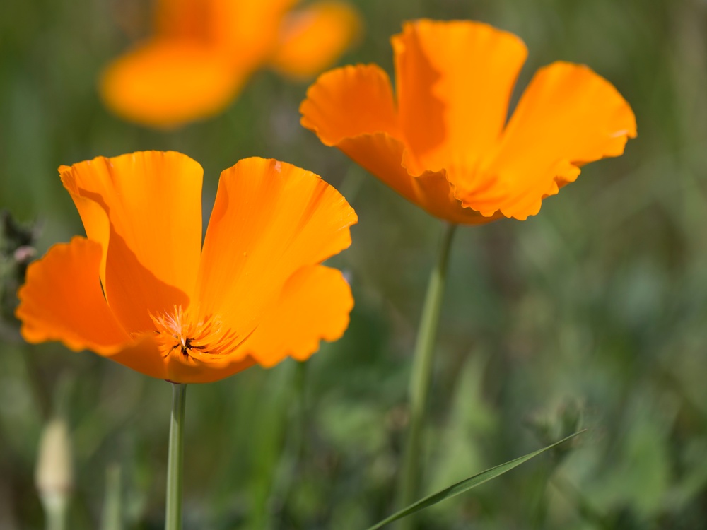 Wild flowers