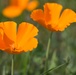 Wild flowers