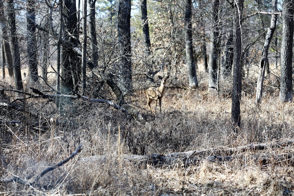 Fort McCoy Wildlife