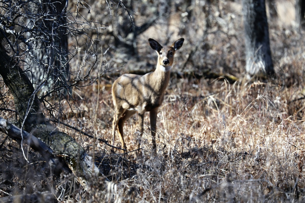 Fort McCoy Wildlife