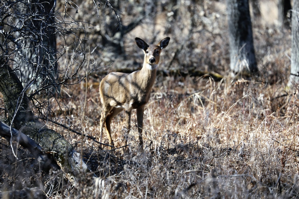 Fort McCoy Wildlife