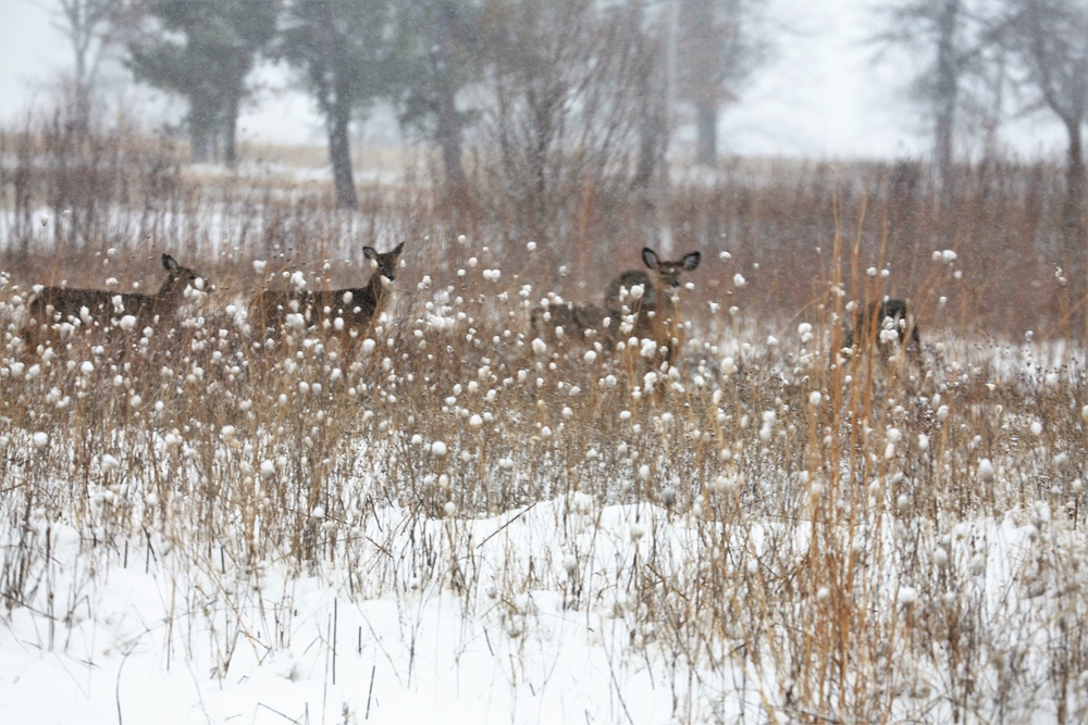 Fort McCoy Wildlife