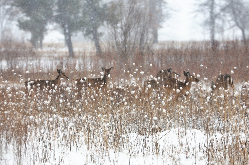 Fort McCoy Wildlife