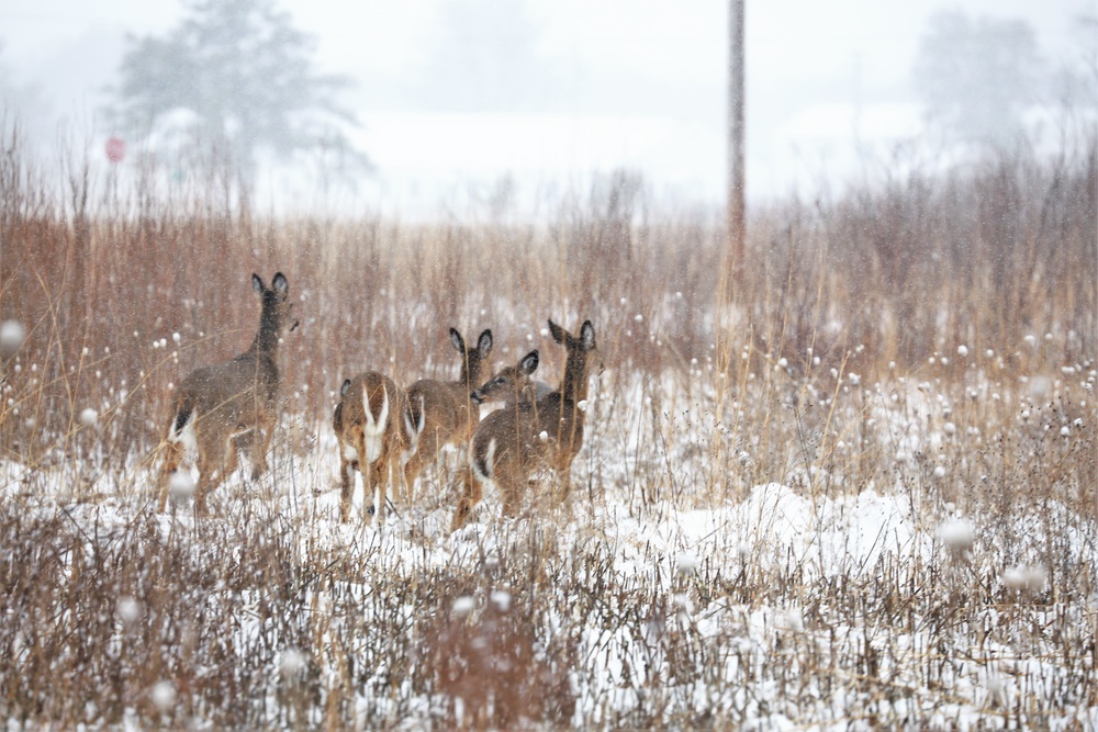 Fort McCoy Wildlife