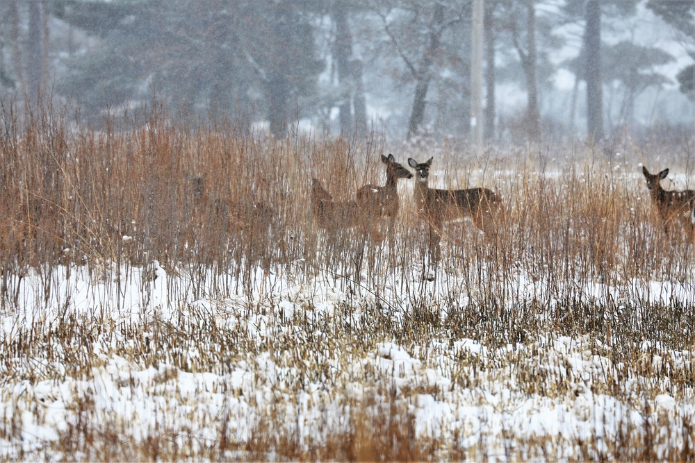 Fort McCoy Wildlife