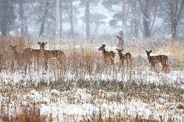 Fort McCoy Wildlife