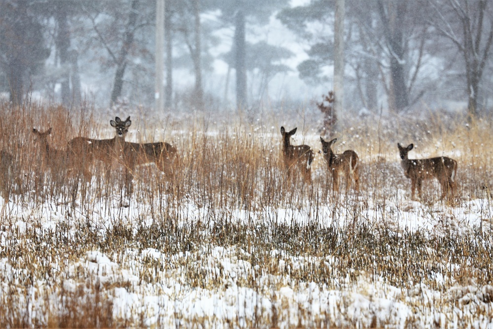 Fort McCoy Wildlife