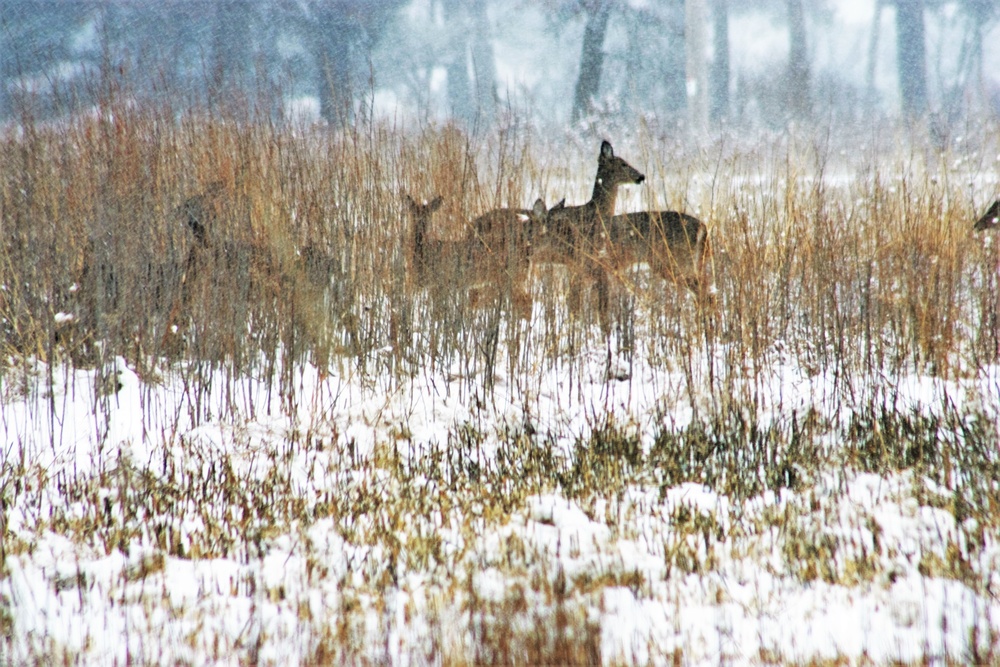 Fort McCoy Wildlife