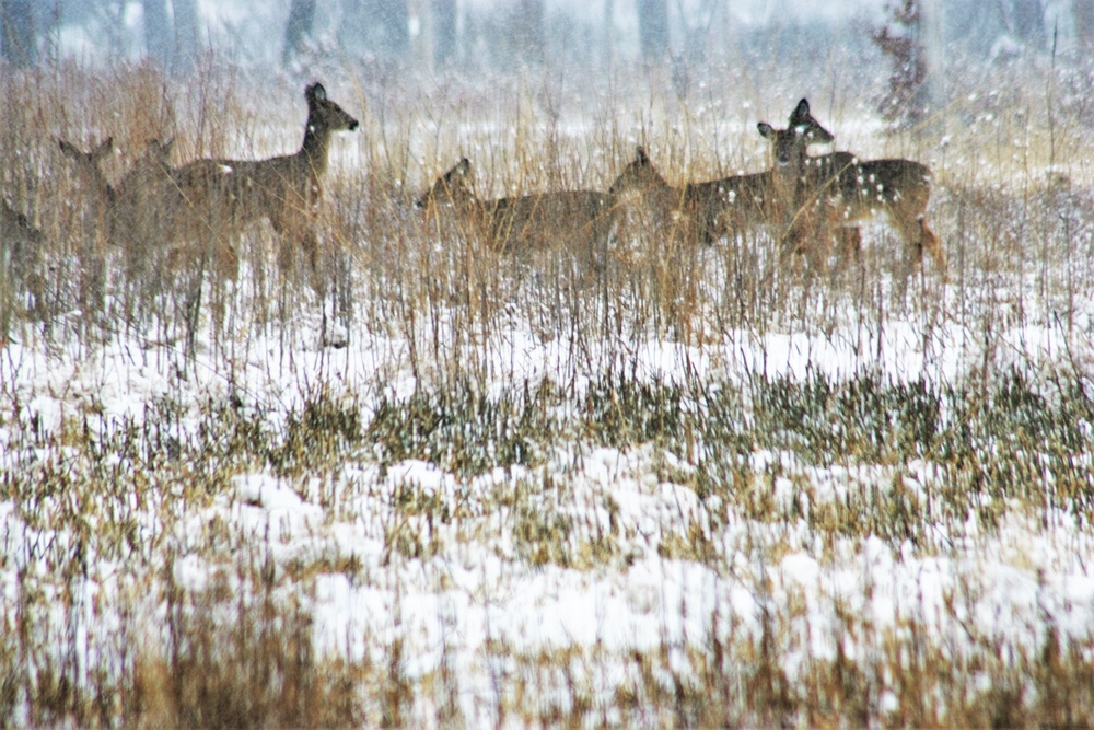 Fort McCoy Wildlife