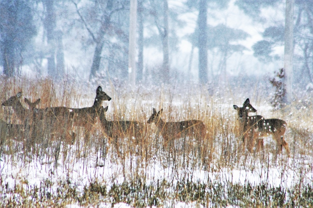 Fort McCoy Wildlife