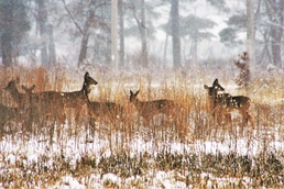 Fort McCoy Wildlife