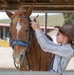 Stepp Stables private lessons