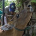 Vet Clinic in Bengkulu Indonesia