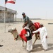 Camel racing, centuries-old cultural tradition and customary pastime