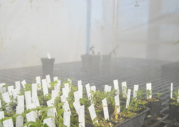 Army supports native forests