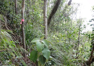 Army supports native forests