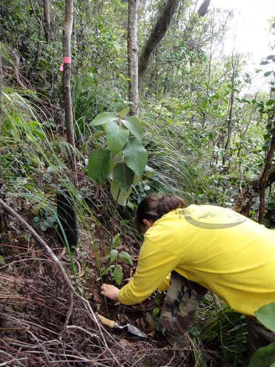 Army supports native forests