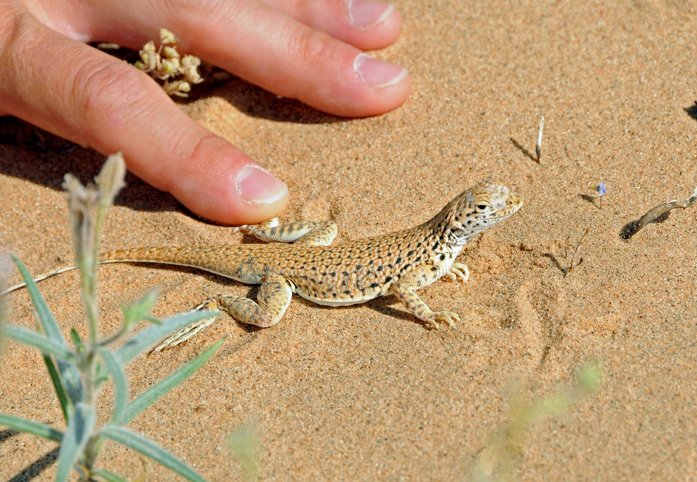 Unique lizard thrives in U.S. Army Yuma Proving Ground sand dunes