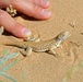 Unique lizard thrives in U.S. Army Yuma Proving Ground sand dunes