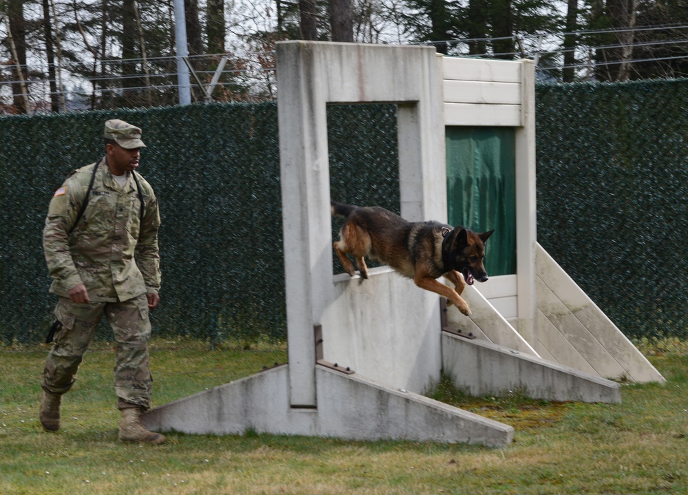 100th Military Police Detachment's Military Working Dogs Annual Certification