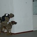 100th Military Police Detachment's Military Working Dogs Annual Certification