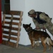 100th Military Police Detachment's Military Working Dogs Annual Certification